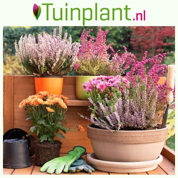 Tuinplant.nl