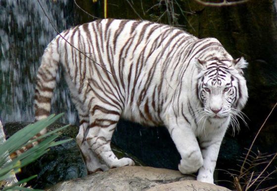 Save White Tiger